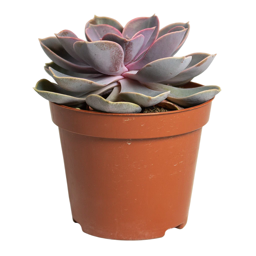 إكيفيريا وعاء 5.5