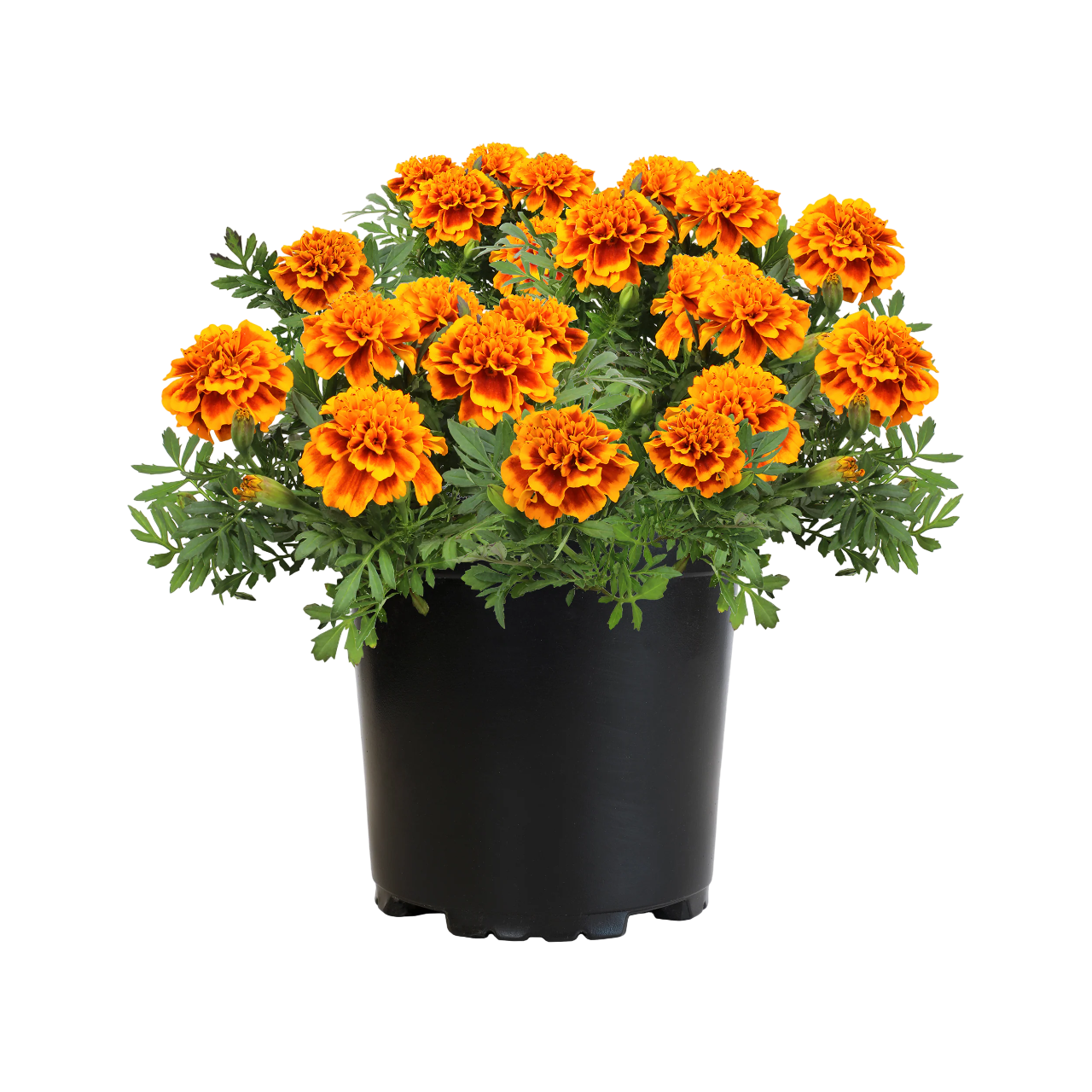 ماري جولد وعاء 9