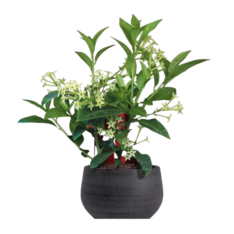 ياسمين دائم الخضرة