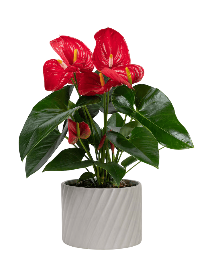 بوغنفيلية تاي وعاء 23