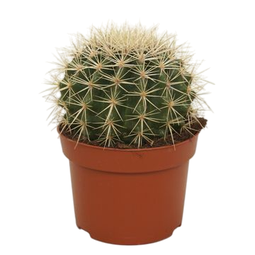 إكينوكاتوس وعاء 23